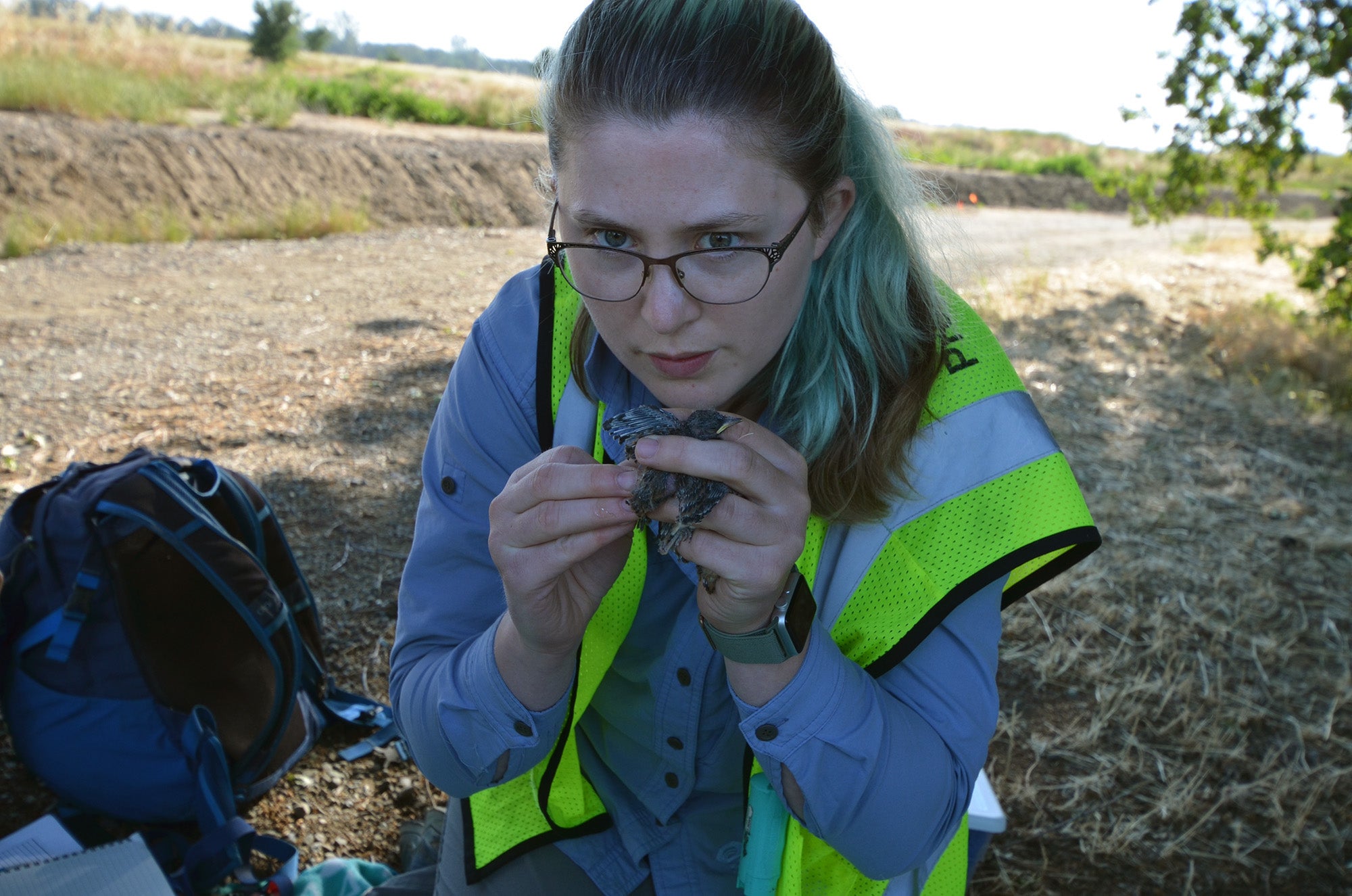 UC Davis researcher Sage Madden holds a small black phoebe chick in her hand. (Amy Quinton / UC Davis)