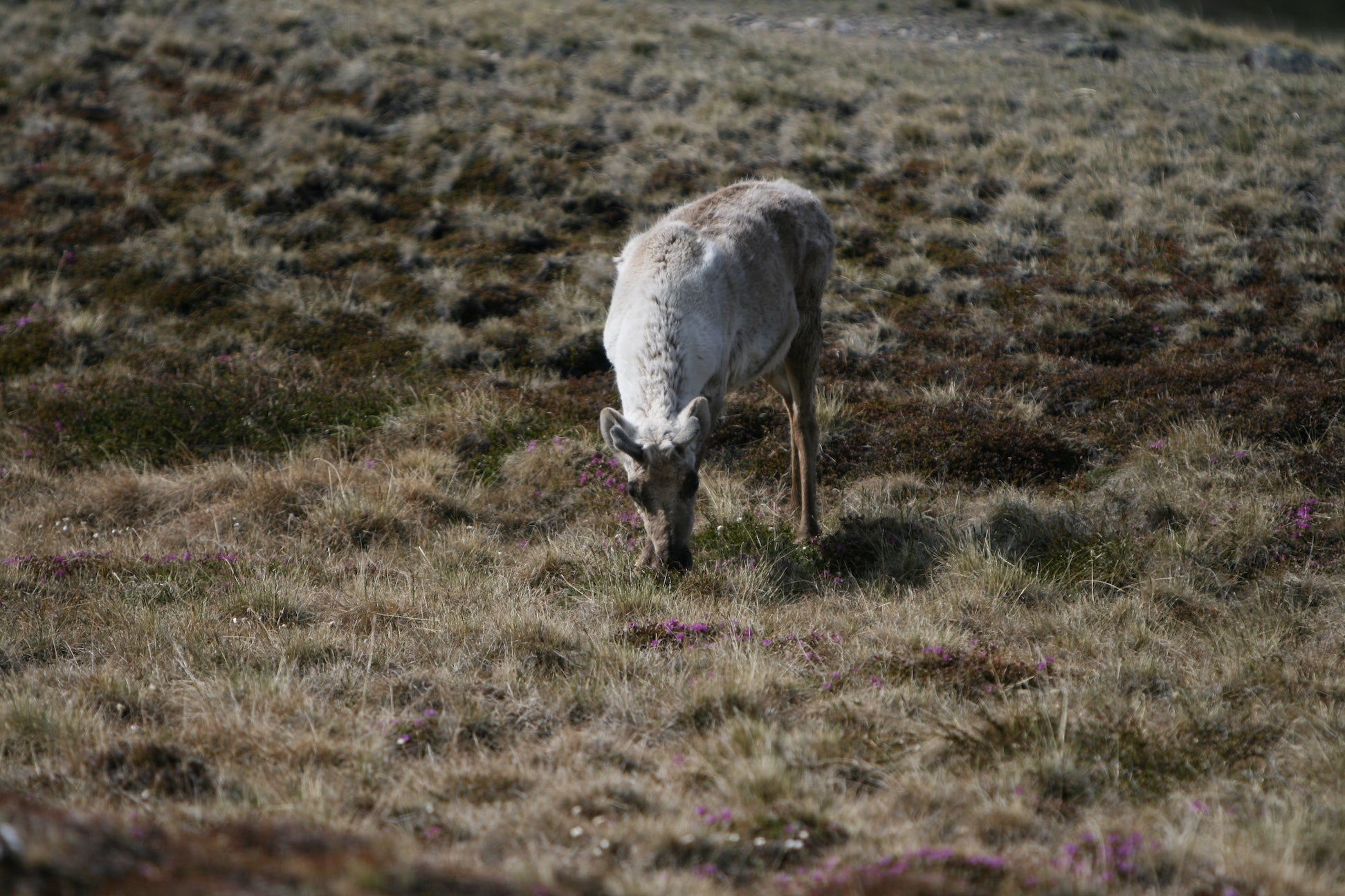 A caribou grazes grass and flowers in Greenland