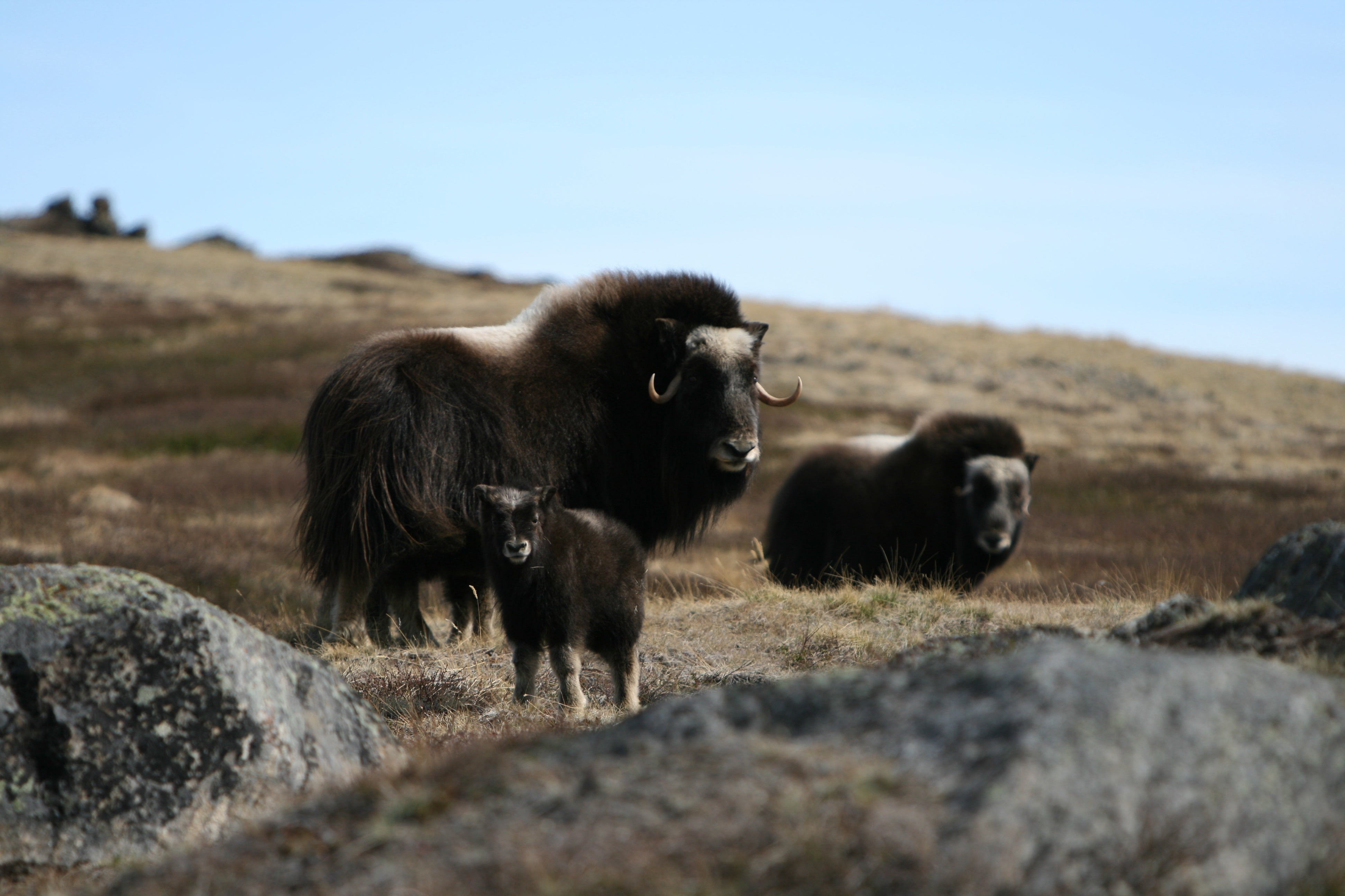 Female muskoxen with her two calves look at camera from yellow-brown tundra in Greenland