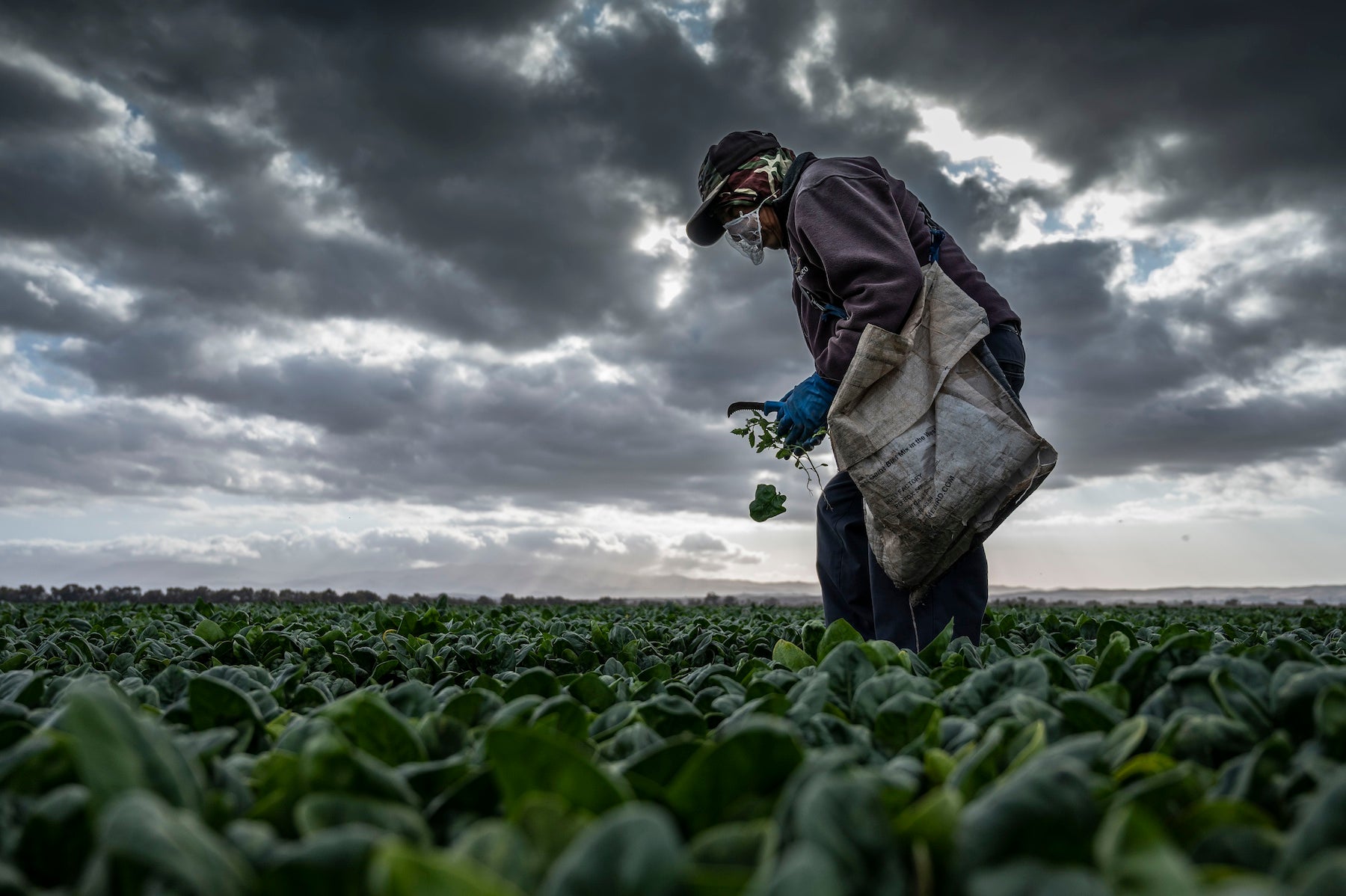 An agricultural worker harvests spinach in front of darkened skies in Hollister, CA. (Hector Amezcua / UC Davis)