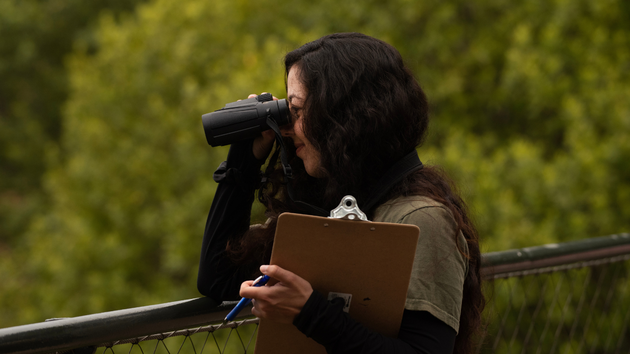 Yasmeen Ghavamian, PhD candidate in animal biology, gets a closer look with binoculars while conducting gray wolf research at the Oakland Zoo. Researchers use novel objects and puzzle boxes to assess individual wolf personalities and problem-solving skills. (Gregory Urquiaga/UC Davis)