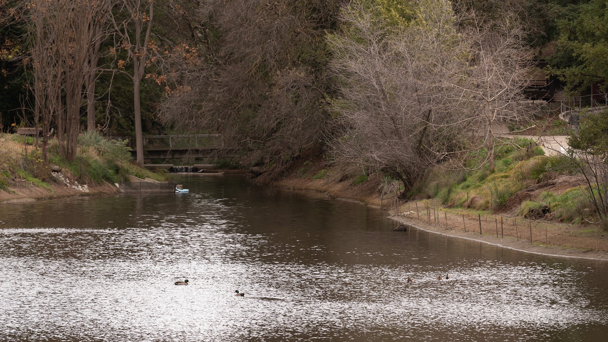 Glistening water in the UC Davis Arboretum