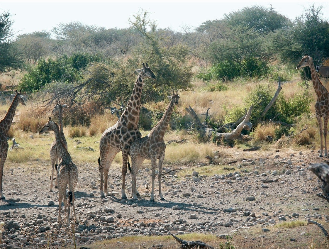 how do giraffes mate