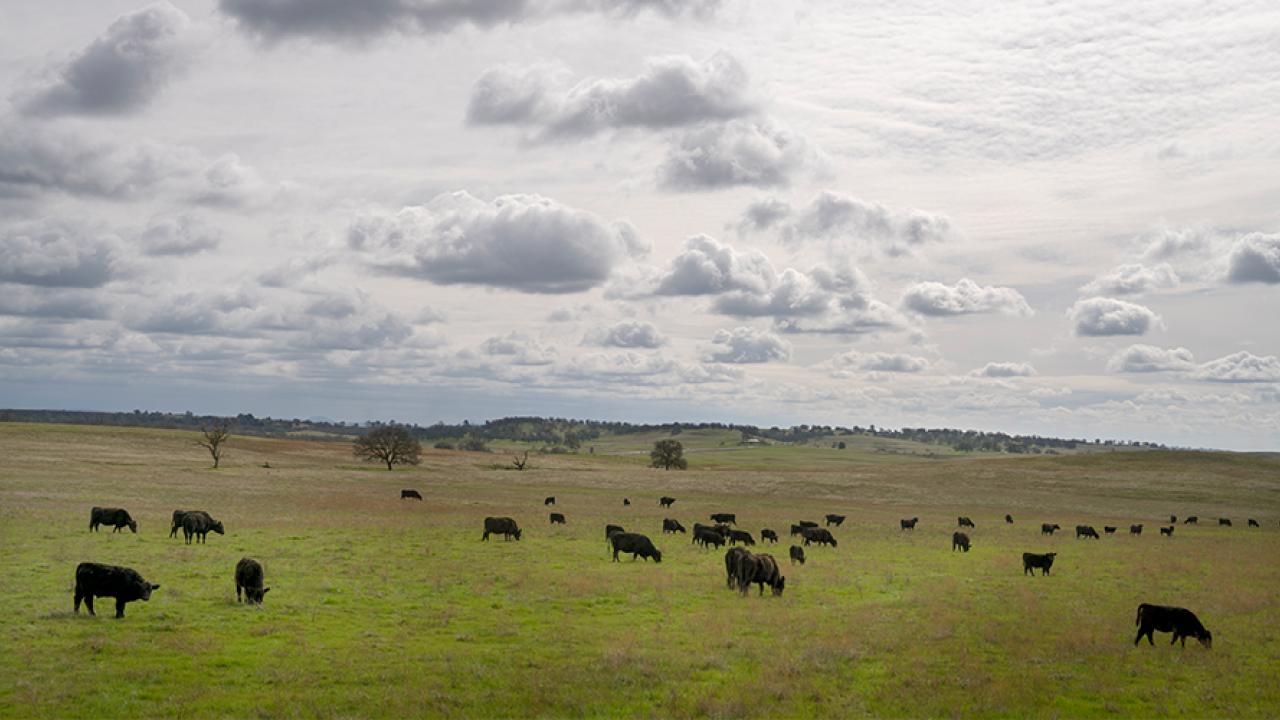 Californian research yields cattle feed from rice straw