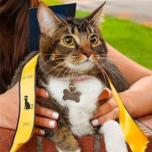 Cat wearing graduation cap and stole