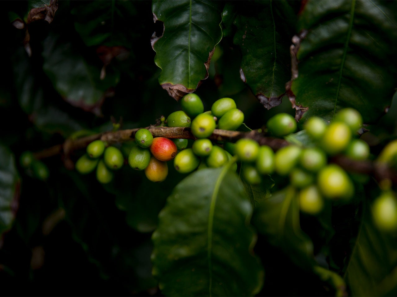 A closeup shot of a bunch of green coffee cherries on a branch, a couple of which are turning red.