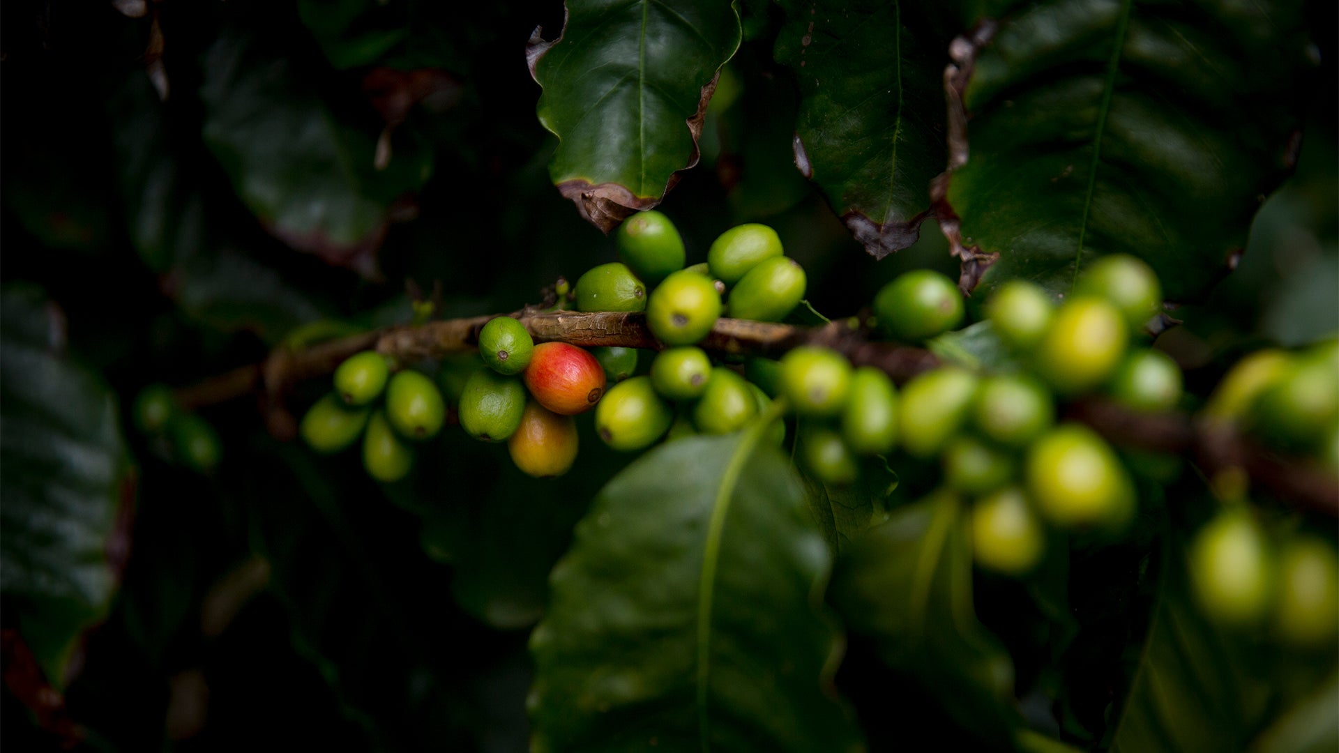 A closeup shot of a bunch of green coffee cherries on a branch, a couple of which are turning red.