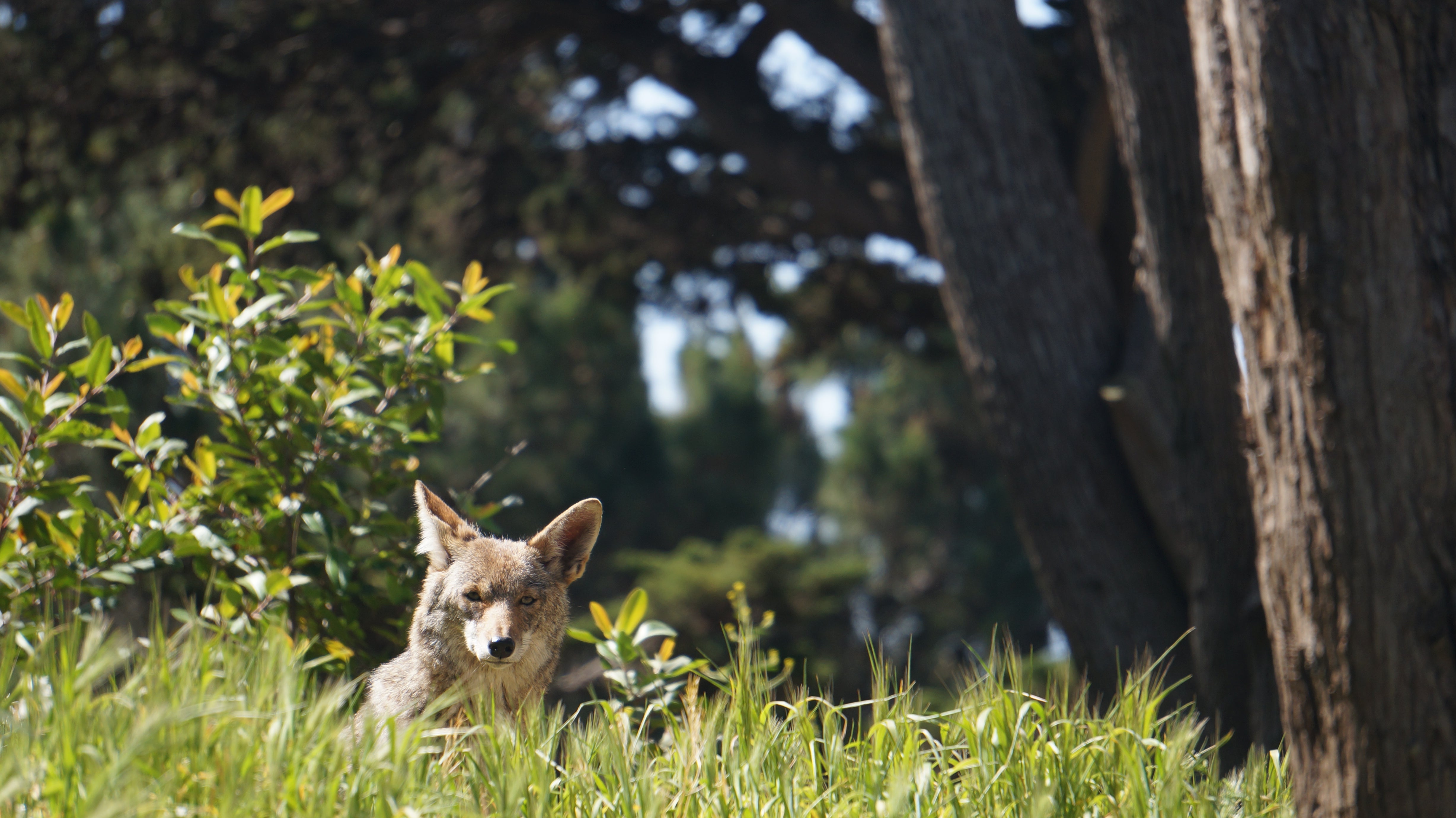 coyote look sat camera while sitting in grass by trees in San Francisco