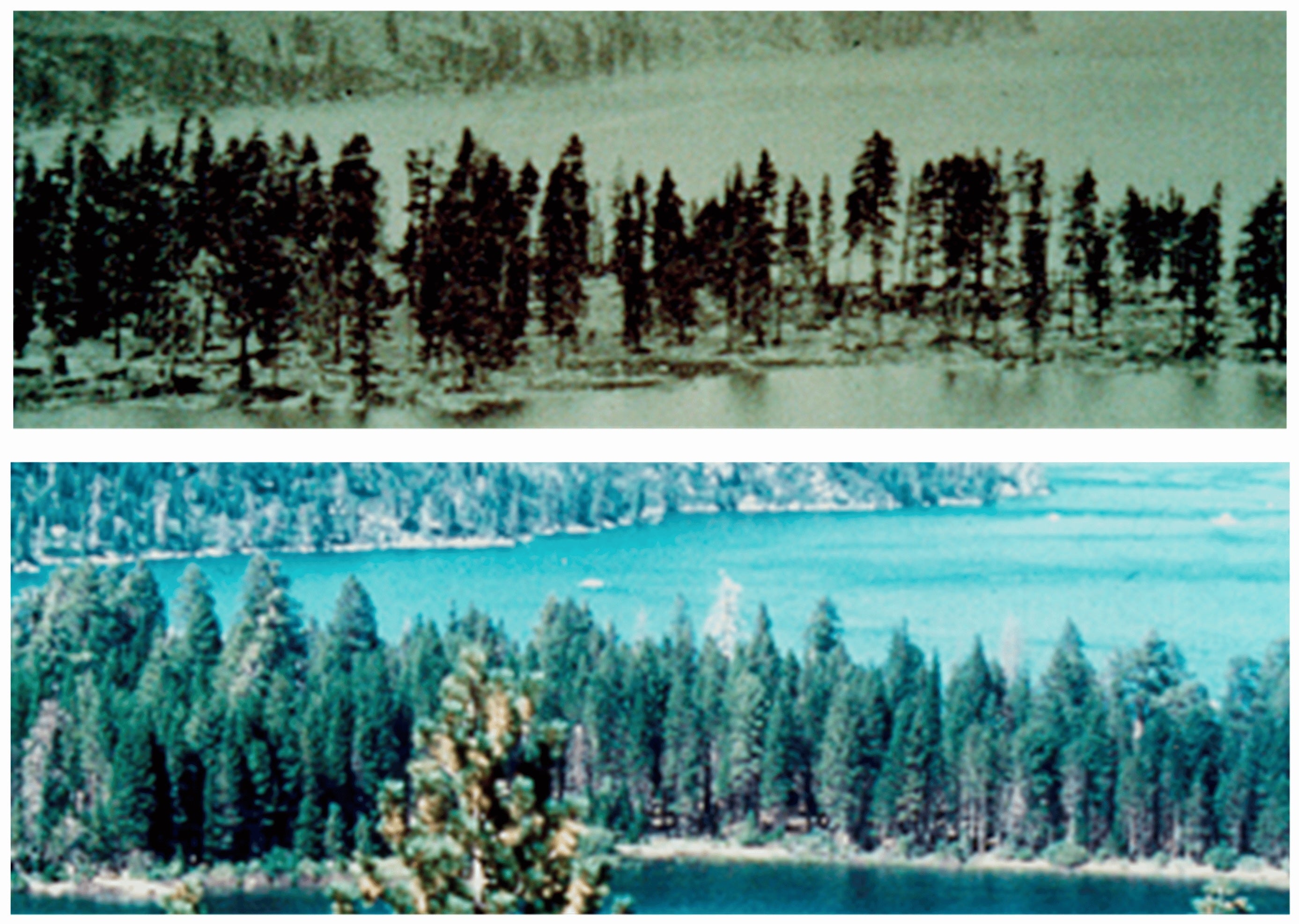 Historical photo collage of ponderosa pine tree stand at Emerald Bay, Lake Tahoe, Top photo taken in 1883 shows less dense stand of trees than bottom photo of same location in 2018.