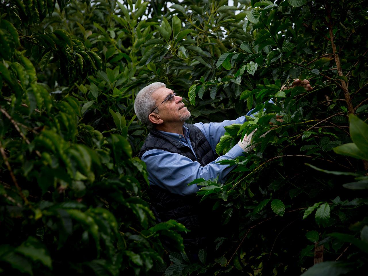 Professor emeritus Juan Medrano is surrounded by the lush greenery of coffee trees and faces right, searching through one of them.