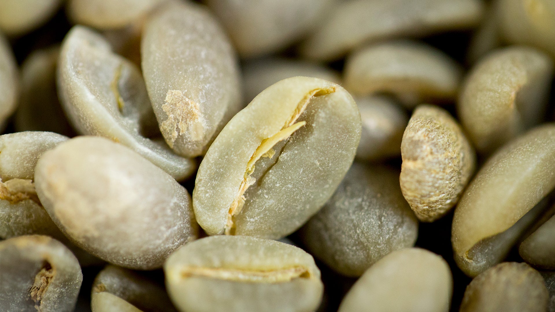 A closeup photo of green coffee beans, which are a light pistachio color.