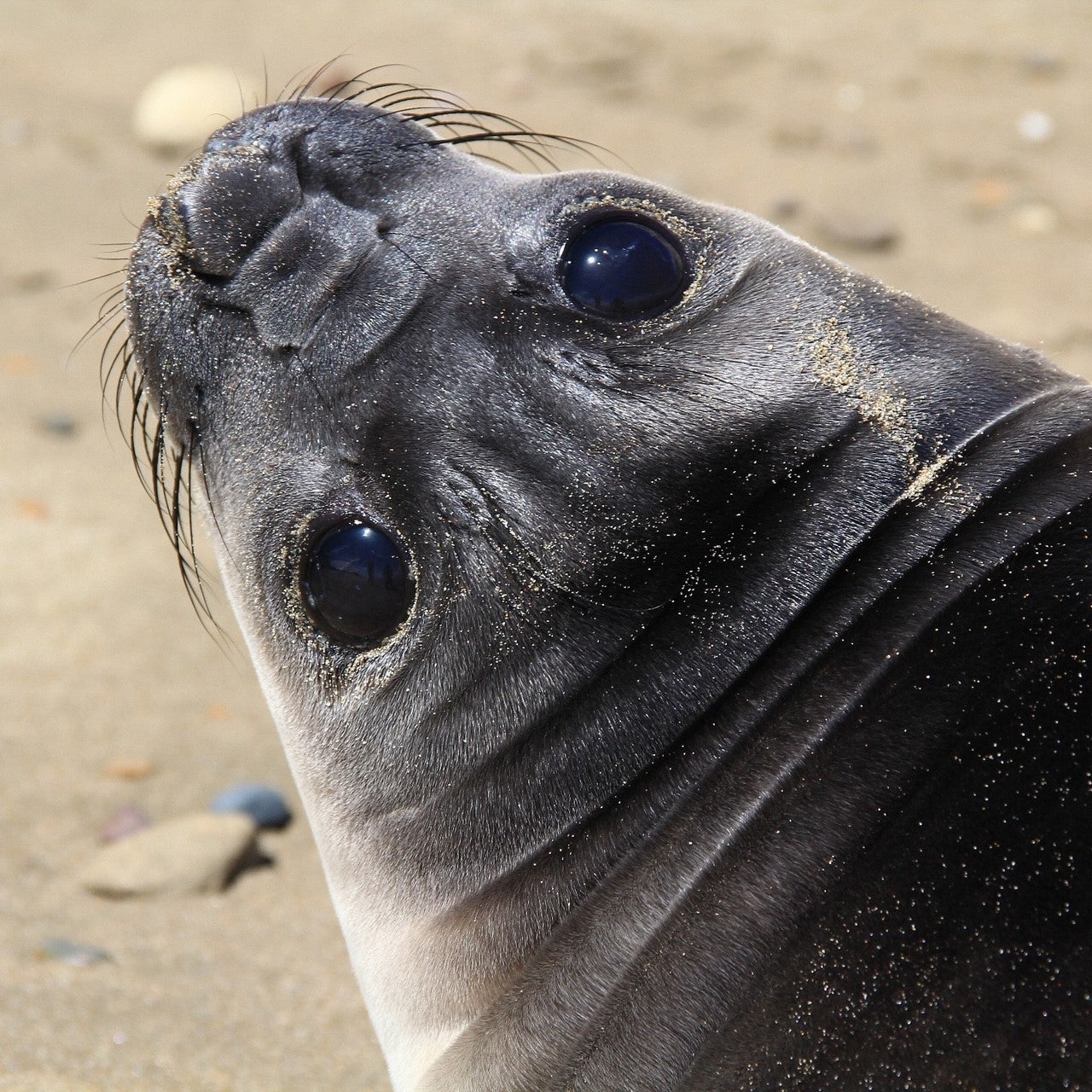 closeup of face of elephant seal pup