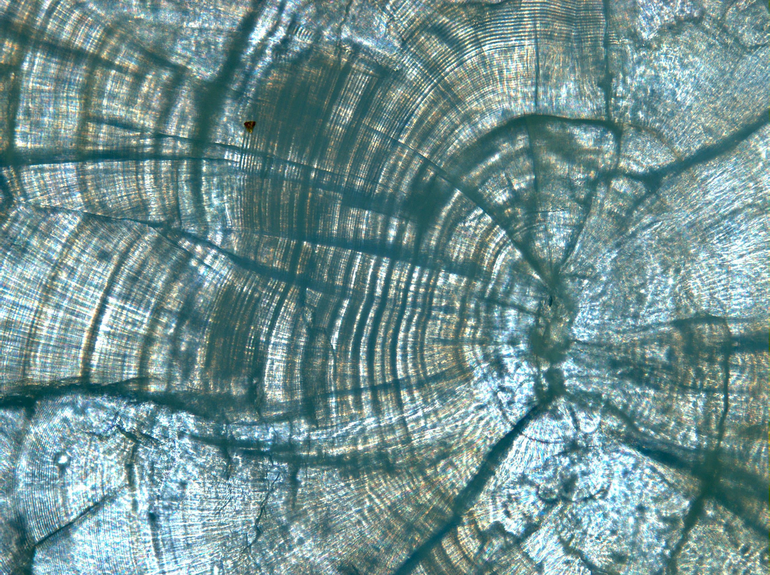 image of Klamath salmon otolith, appearing like white and silver tree rings