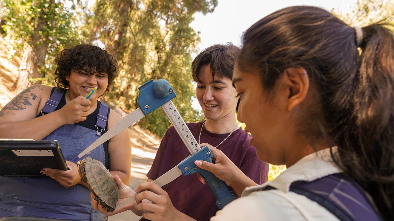 Three students seem to be having fun working together to measure and document the size of a turtle's shell in the Arboretum.