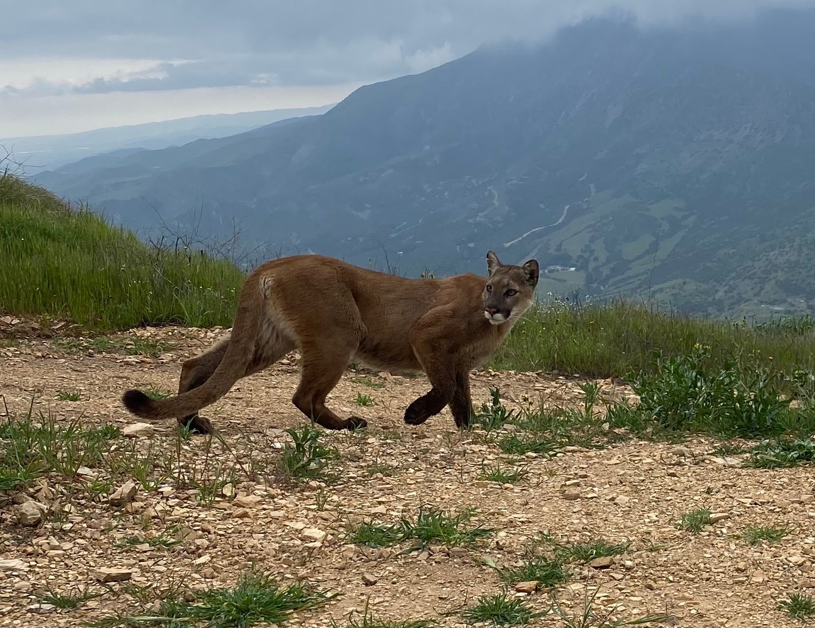 Mountain lions walks on dry hill with mountains in background