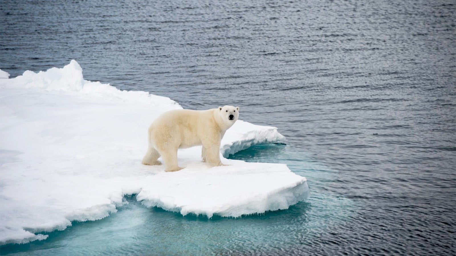 global warming polar ice caps