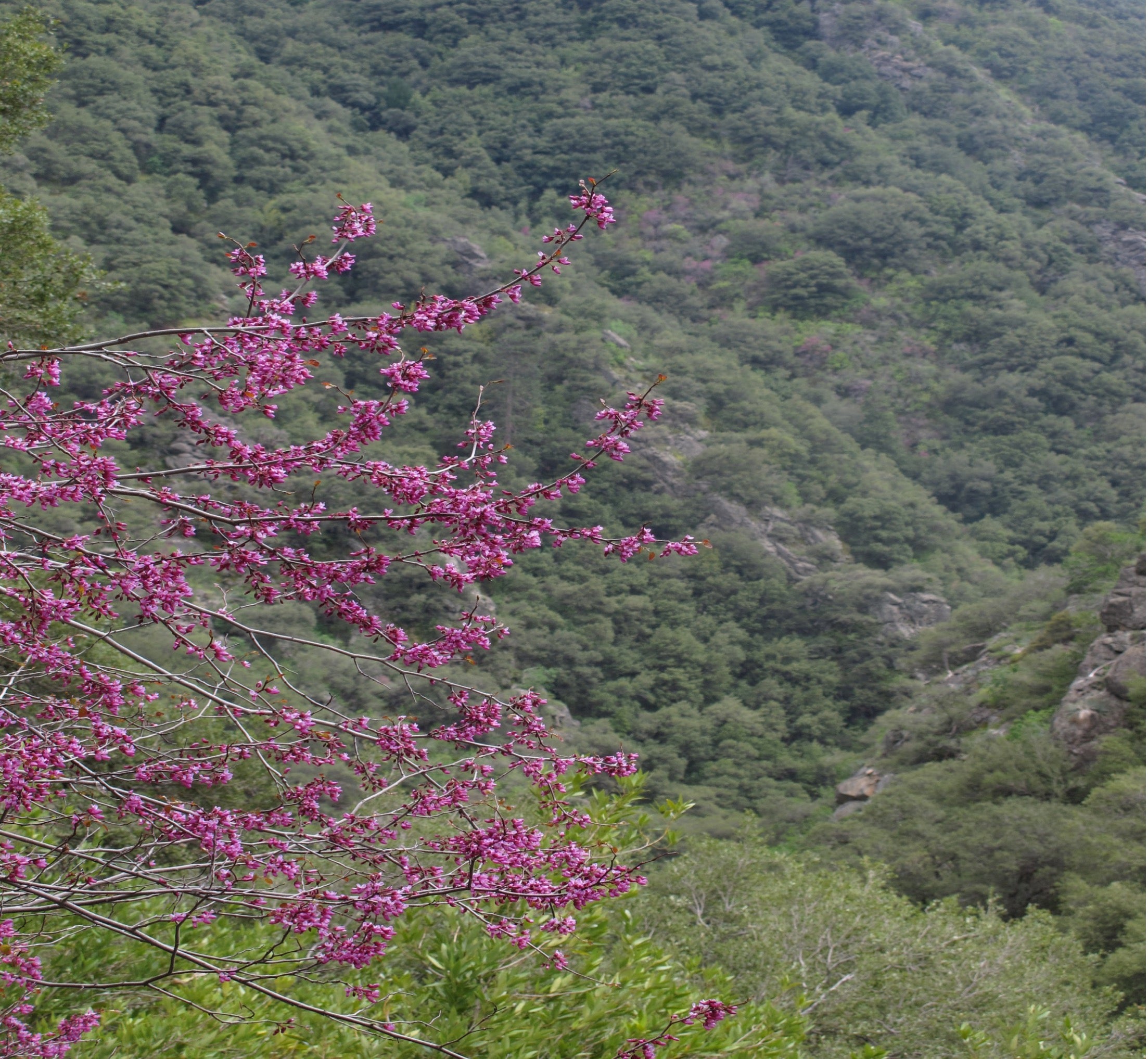 redbud blooms in foreground with green mountain slope in background