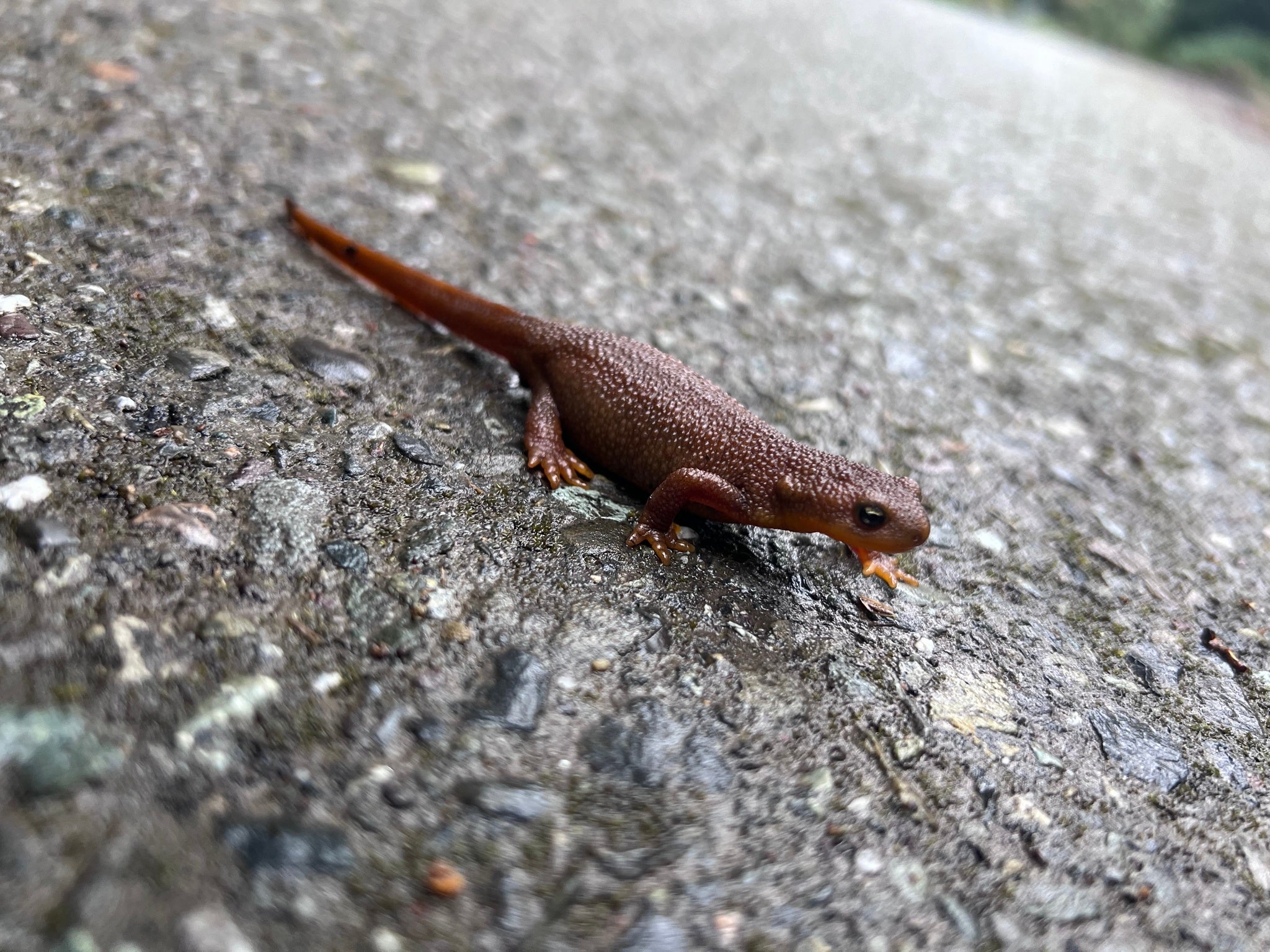 a orange-brown rough-skinned newt crosses a wet road
