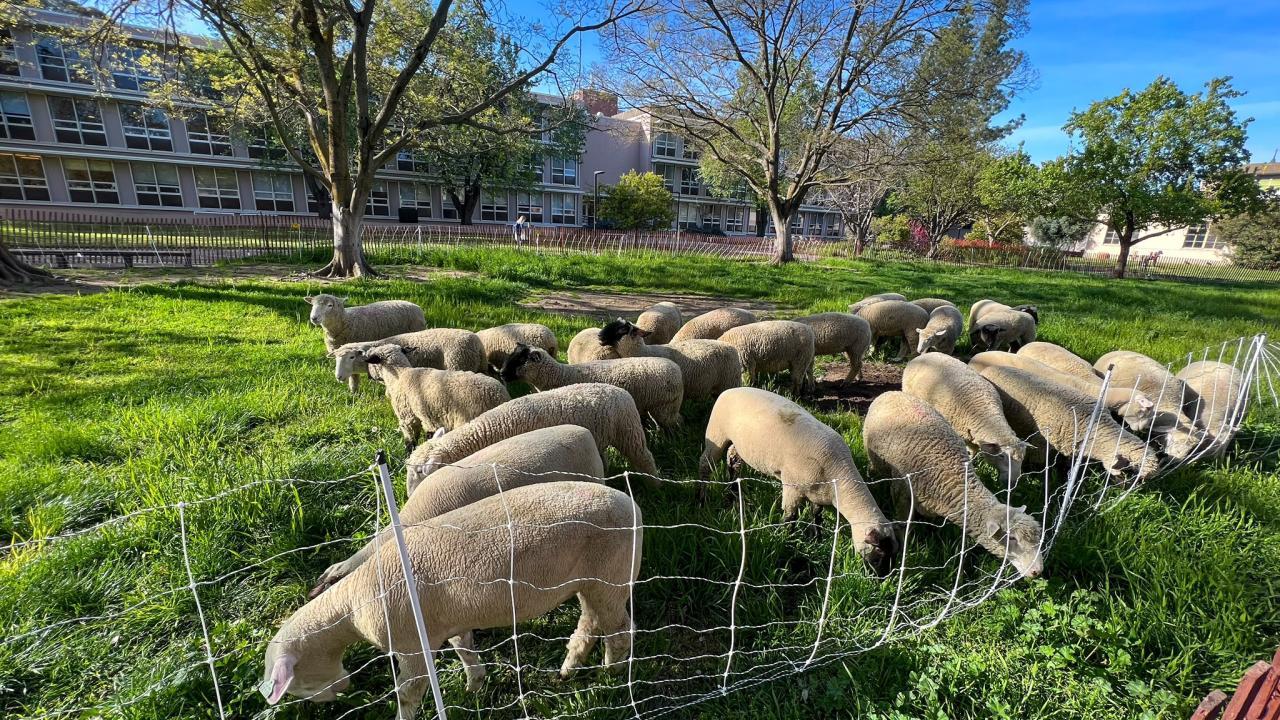 Sheepmowers (Courtesy, UC Davis Arboretum and Public Garden)