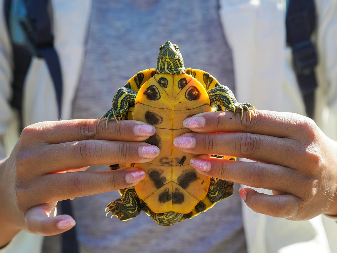 A closeup photo of a student gently holding up a river turtle vertically.