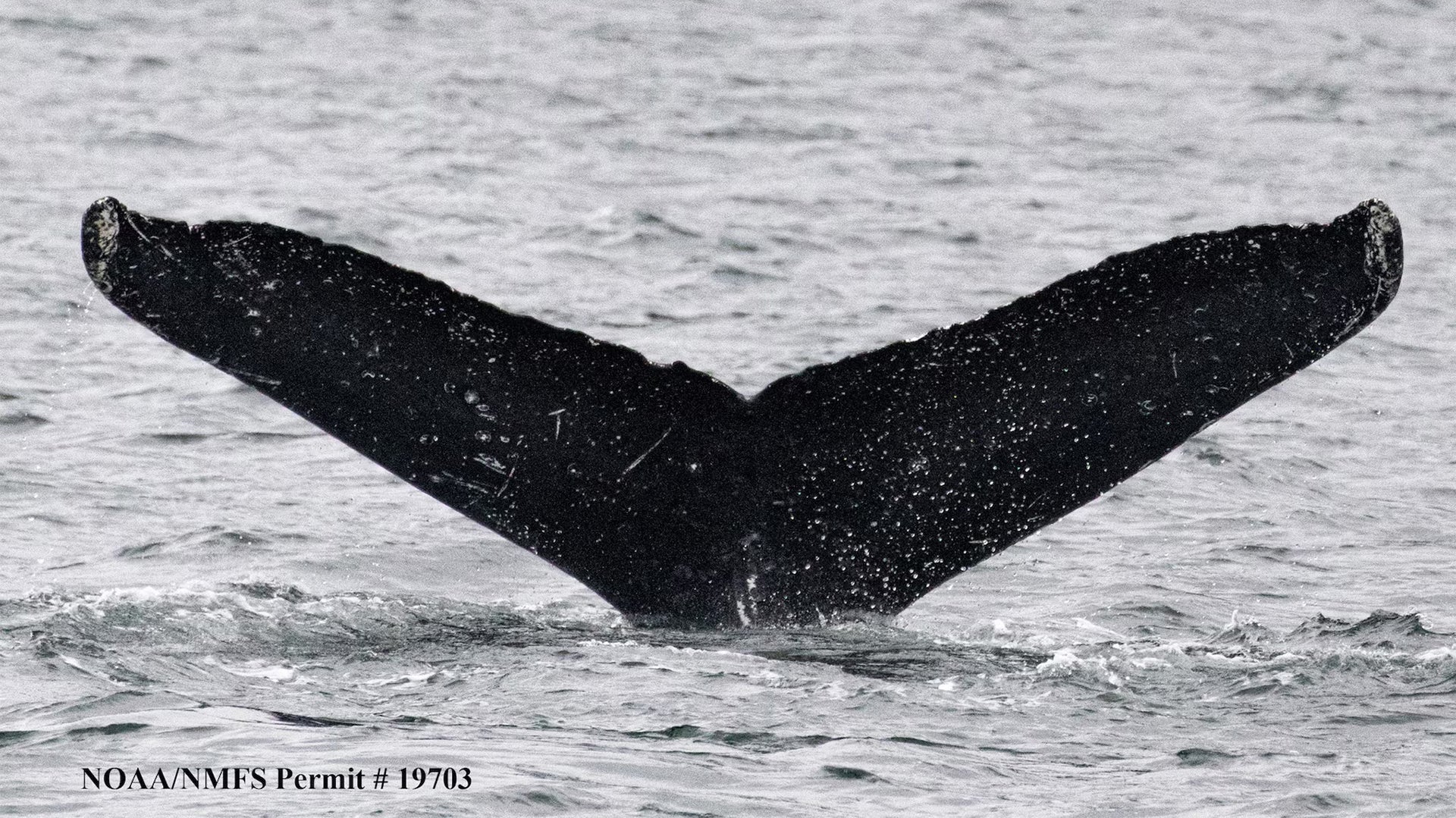 The fluke of Twain, a 38-year-old female humpback whale, in Frederick Sound Alaska. (Jodi Frediani)