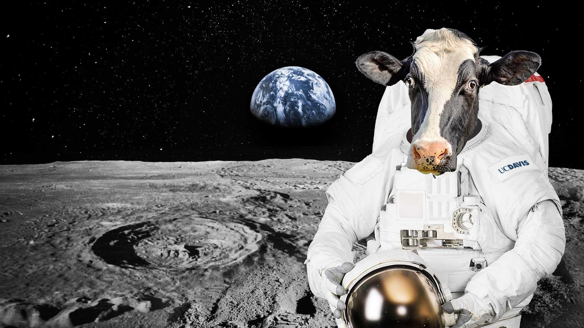 A photo illustration of a cow in a spacesuit on the moon with the earth in the background