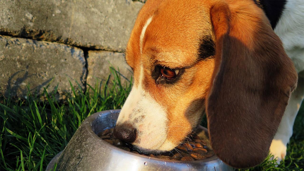Dog Fat Network Video - Is Homemade Food Good or Bad for Your Dog? | UC Davis