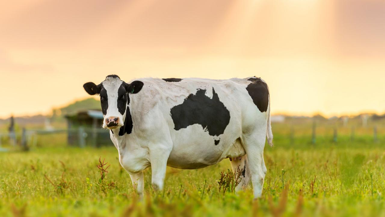 How A Cow S Stomach Could Help Your Health And The Environment UC Davis   Cow Field One Health Uc Davis 