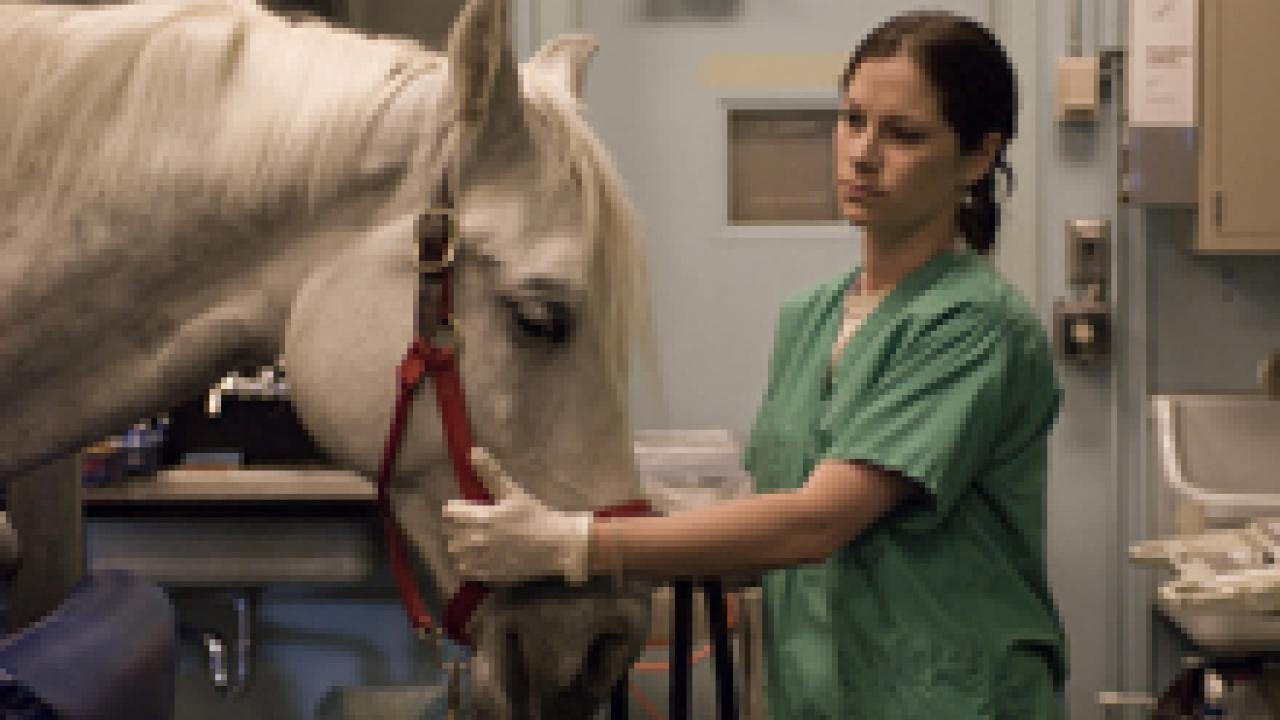 Vet technician Hayley Robinson comforts a 5-year-old mare, Kazarka, before an ultrasound procedure at the May 18 launch of the new stem cell laboratory for horses.