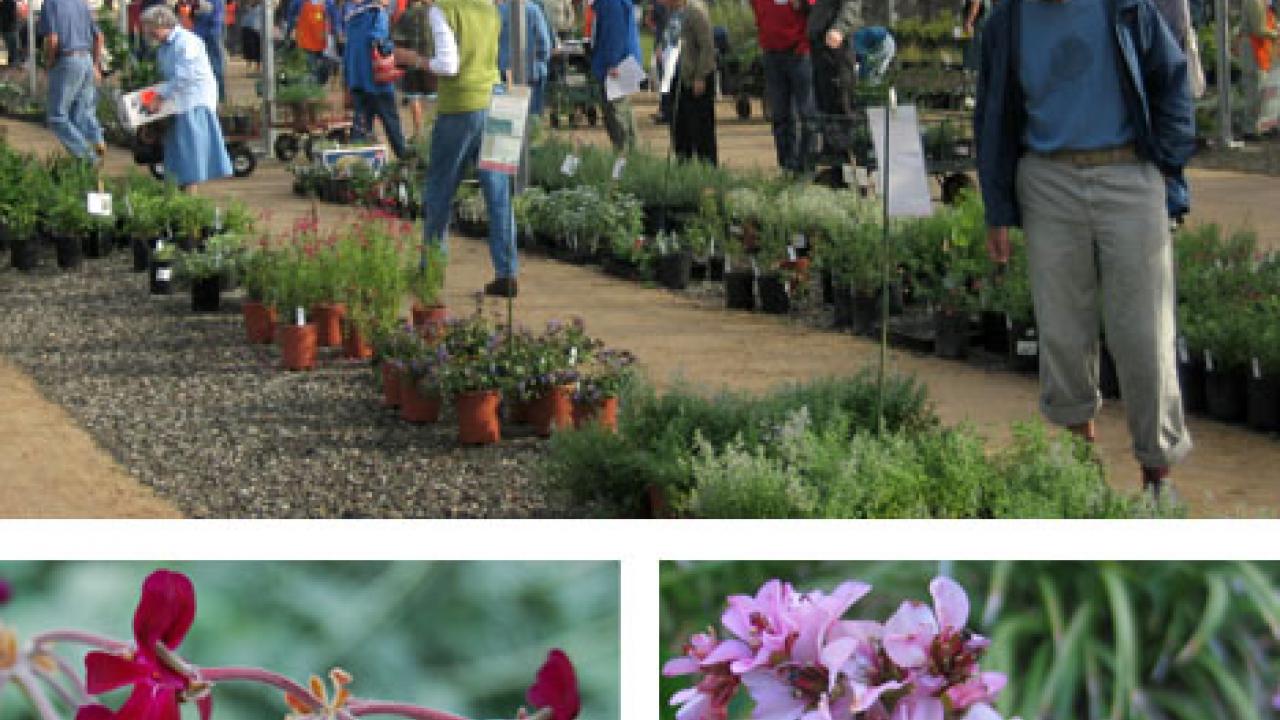 Photos (3): Plant sale scene, plus two plants, Pelargonium sidoides (garnet geranium) and Bergenia crassifolia (pigsqueak)