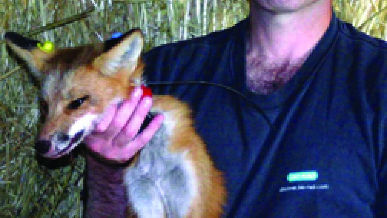 Ben Sacks holds a red fox that got caught in a humane trap set for raccoons, in Glenn County. Sacks put a radio collar on the fox and set her free.