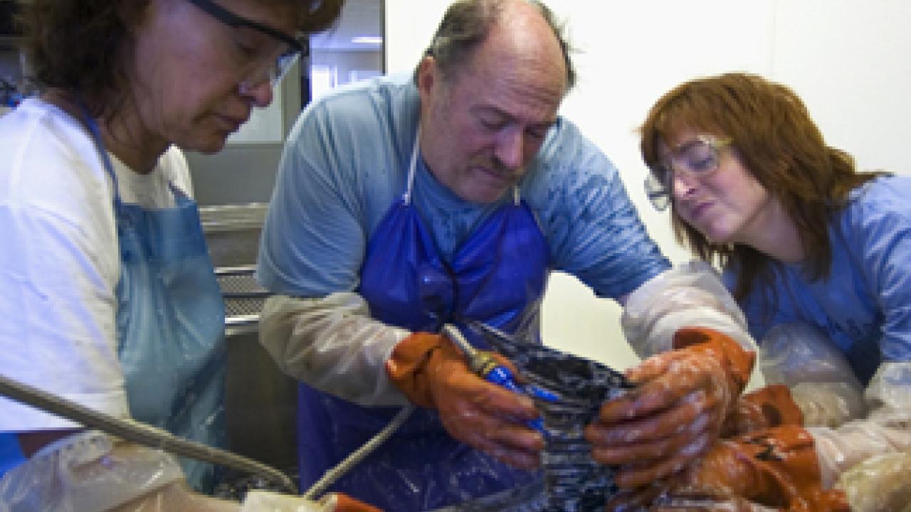 In the center: Jay Holcomb, director of the International Bird Rescue Research Center, UC Davis' partner in treating oiled birds.