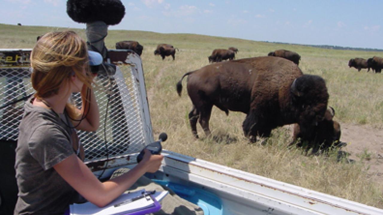 Graduate student Megan Wyman uses a hand-held sound meter to measure bison bellows in Nebraskas Fort Niobrara National Wildlife Refuge.