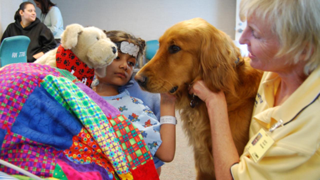 Photo: Cayenne, a golden retriever, with her owner, Kathy Ynclan, offers canine comfort to Risha Prasad at the UC Davis Children's Hospital. 