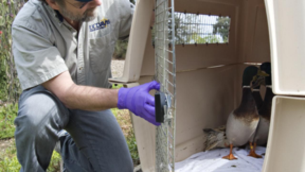 Veterinarian Walter Boyce prepares to release several ducks into the arboretum on March 5.