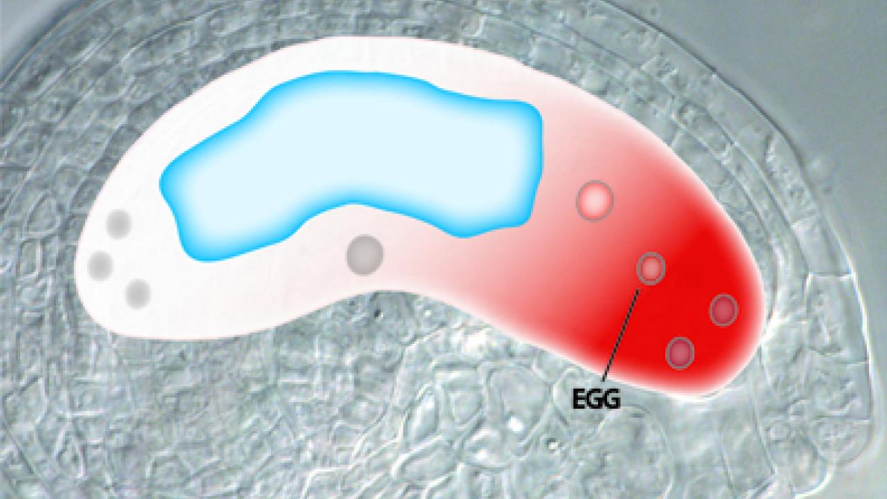 Graphic shows eight undifferentiated nuclei in a plant's embryo sac, and labels one as an egg.