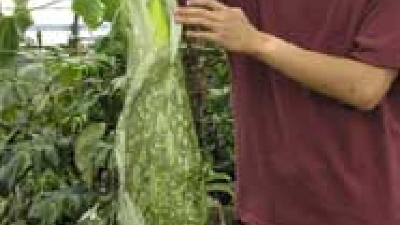 Photo: male student standing next to 3-foot-tall plant revealing inside spike.