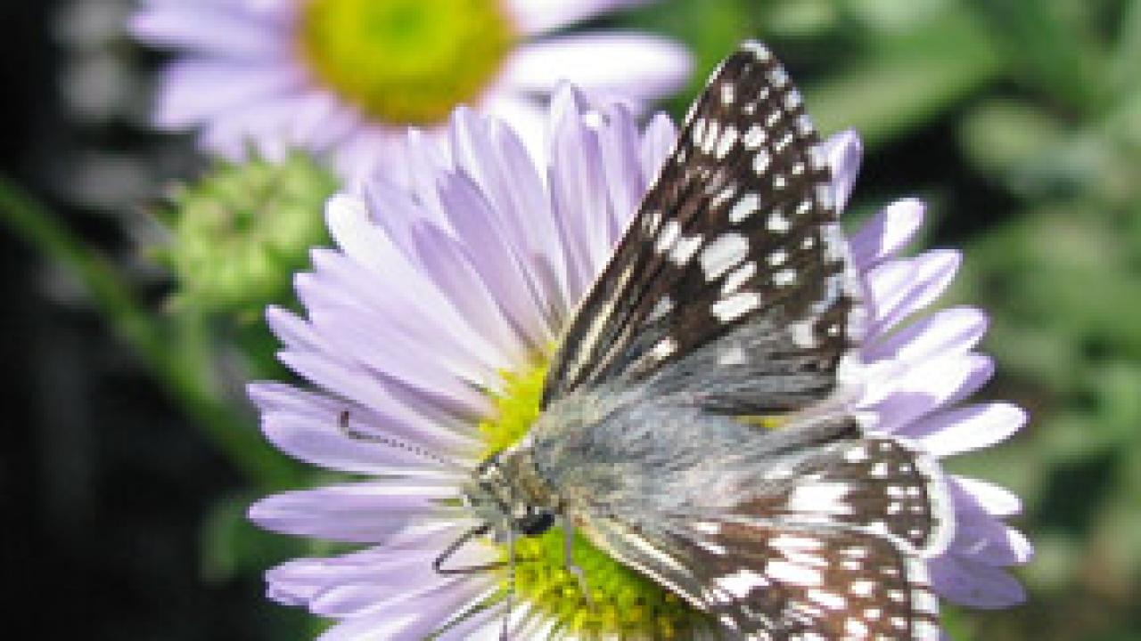 A checkered skipper butterfly is pictured on an Arboretum All-Star: Erigeron 'W.R.,' the Wayne Roderick seaside daisy.
