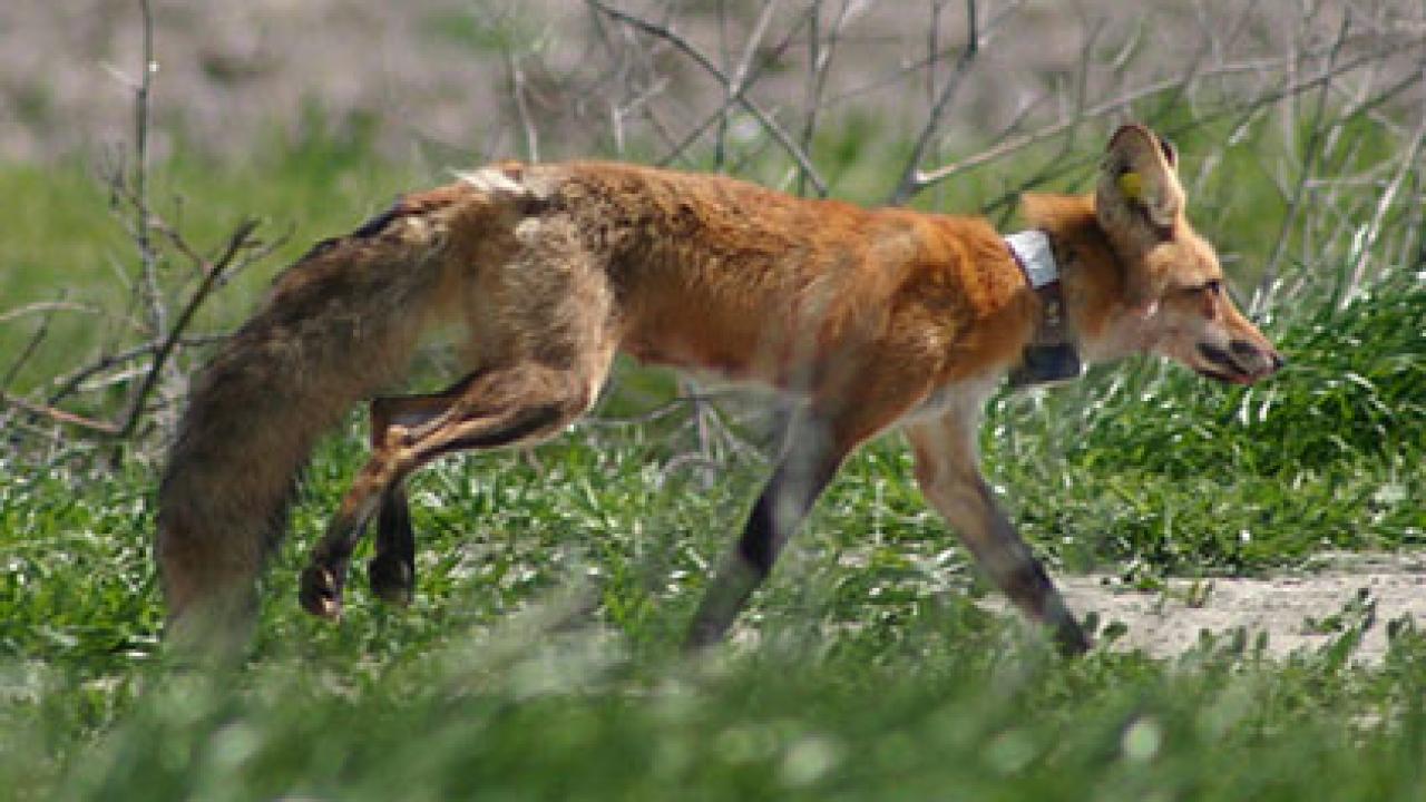 A native red fox trots along near Willows, Calif., after being radiocollared by UC Davis researcher Ben Sacks. 