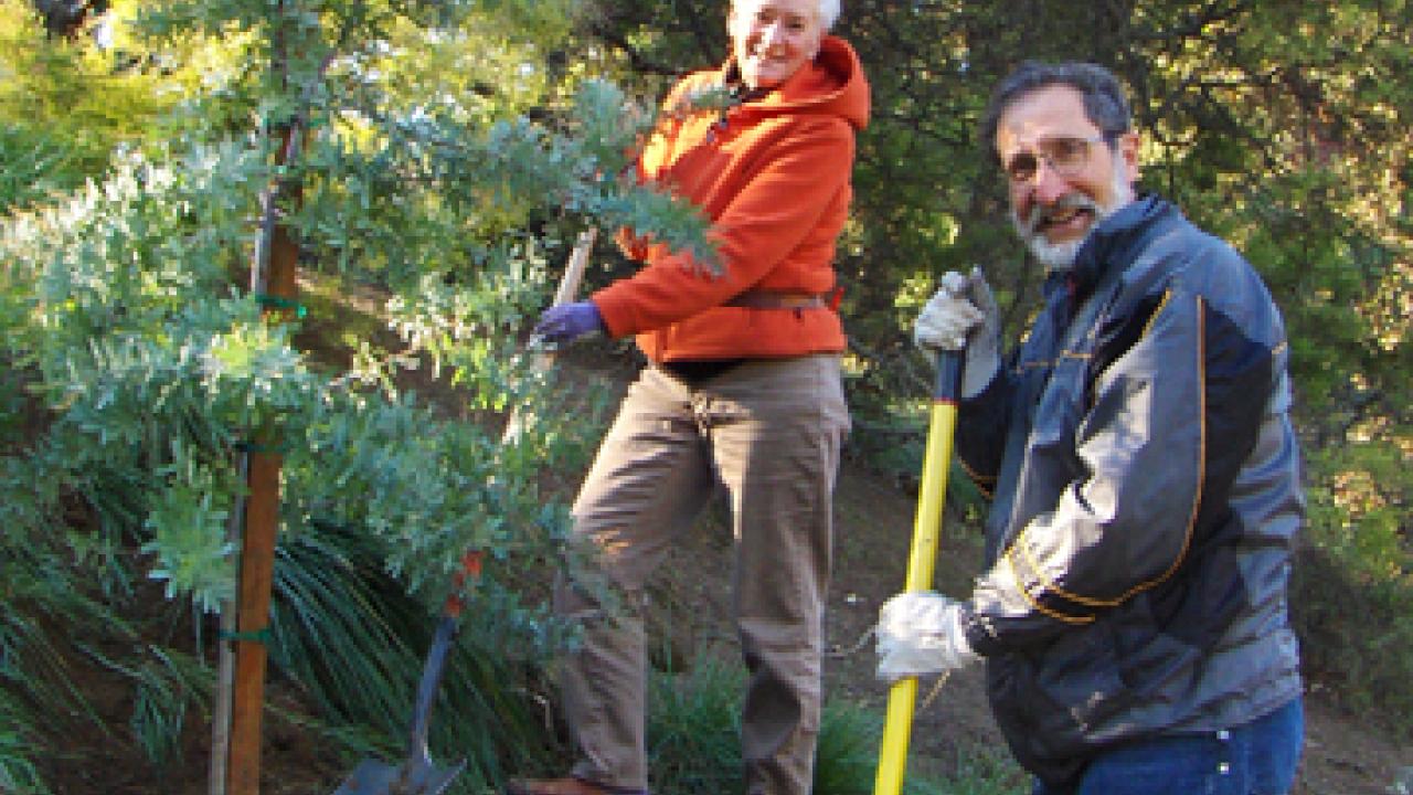 Photo: Volunteers Kathryn Shack and Peter London at work in the arboretum's Acacia Grove.