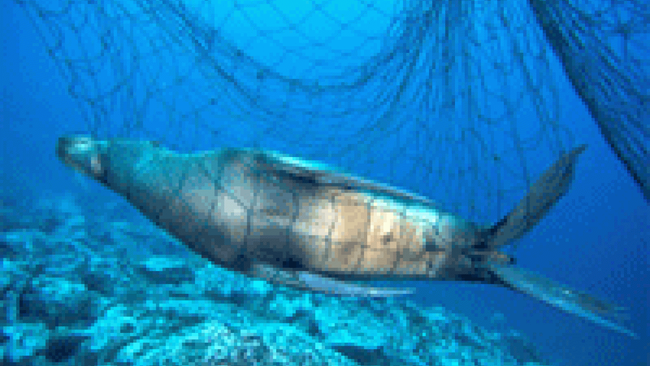 Cast-off fishing net proves fatal for a sealion at Coronado Islands, near San Diego.
