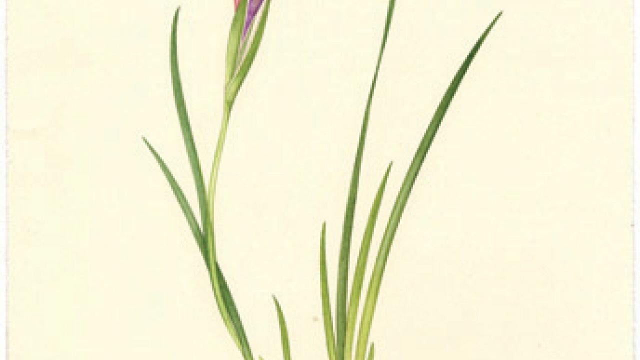 Image: Margaret Stones' Iris macrosiphon, 1987, watercolor on paper, 39 centimeters by 22 centimeters