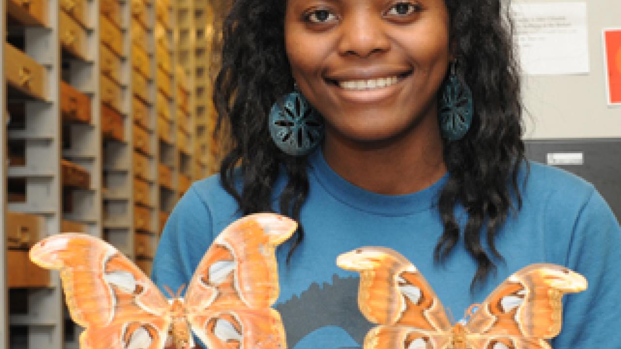 UC Davis undergraduate Eileen Fodje displays what is considered to be the world's biggest moth, the Attacus atlas.