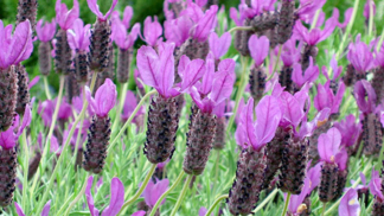 Another Arboretum All-Star: Otto Quast Spanish lavender, Lavandula stoechas