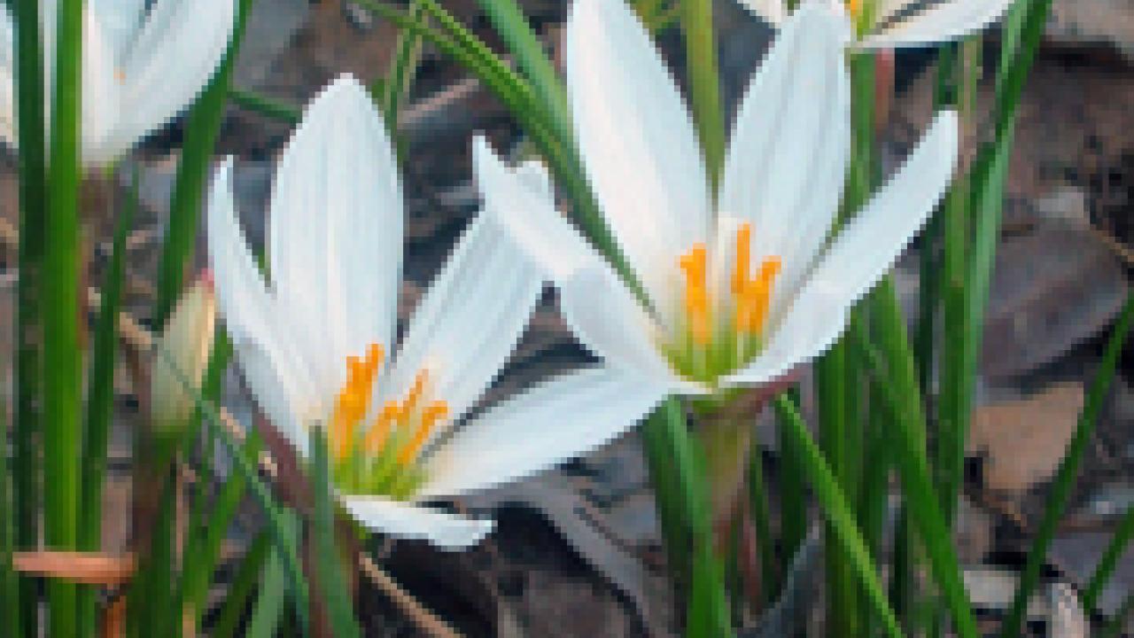 Argentine rain lily plant (Zephyranthes candida)