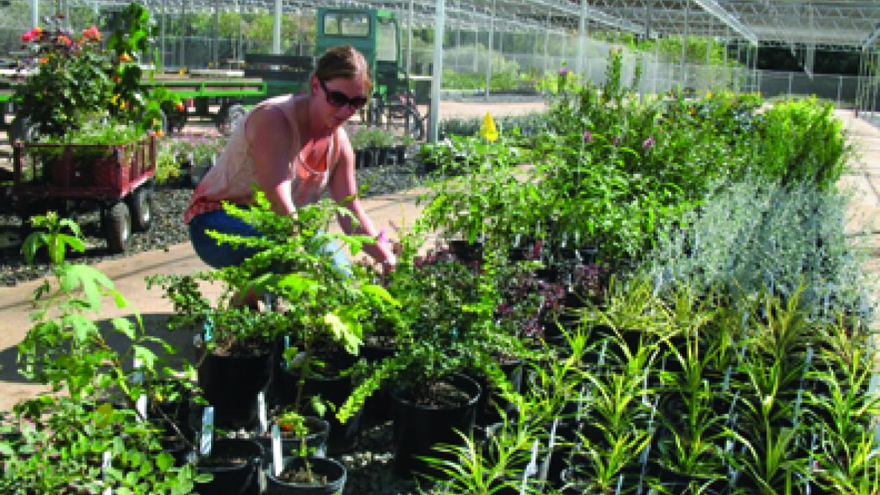 Nursery To Make Debut During Plant Faire | UC Davis