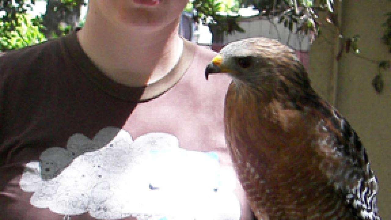Photo: Volunteer Jillian Howard has Mikey the red-shouldered hawk 'on the glove' during the raptor center's spring open house.