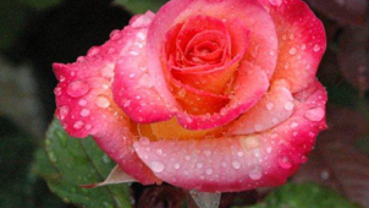Gemini hybrid tea, photographed on a rainy Rose Day a year ago.