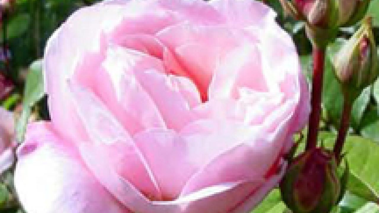 The Gruss an Aachen floribunda rose is a UC Davis Arborteum All-Star.