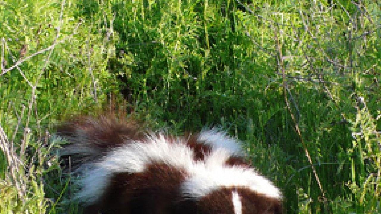 Taxidermied skunk